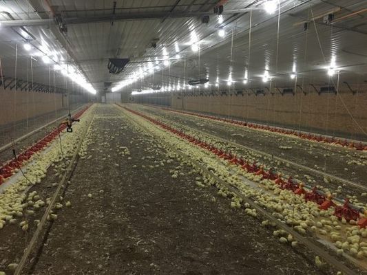 Galvanis Kerangka Baja Ringan Konstruksi Rumah Unggas Peternakan Ayam Bolts Koneksi
