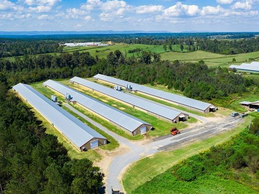 Struktur Baja Prefab Rumah Ayam Broiler Peternakan Bangunan Kerangka Baja