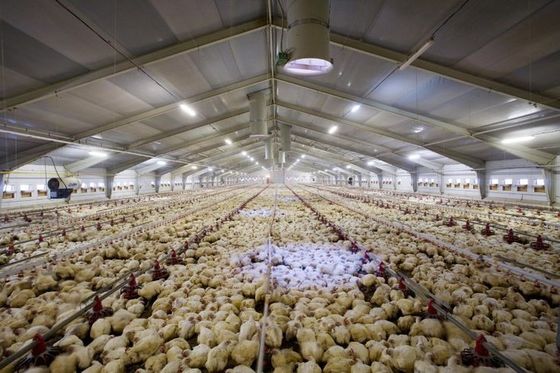 Struktur baja galvanis Tipe tertutup Lingkungan dikendalikan Rumah ayam komersial