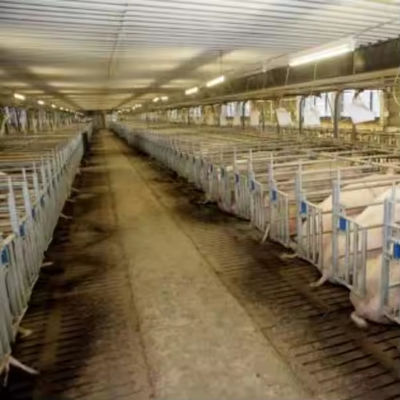 Prefab Steel Pig Farm Houses Sheds Buildings For Efficient Modernized Farming Solutions